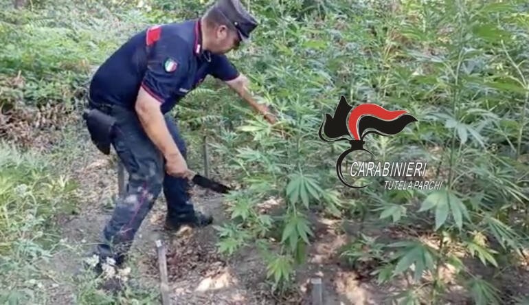 Piante di Cannabis nel parco del Vesuvio