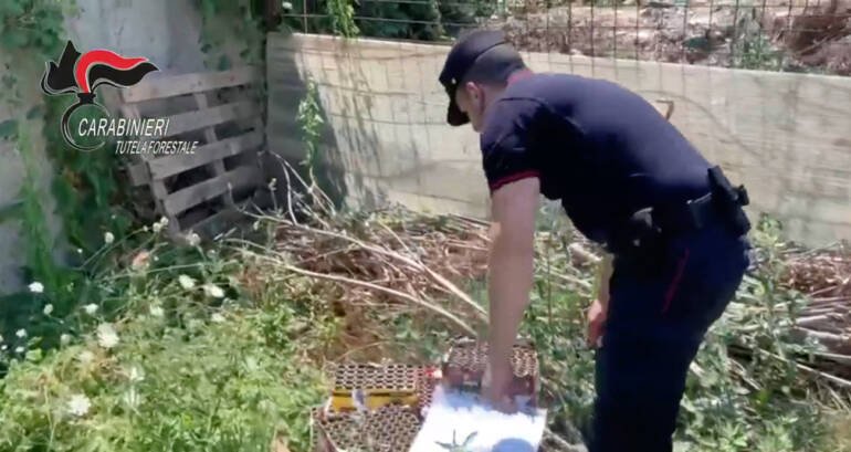 Napoli , individuati e denunciati responsabili dell’incendio agli Astroni: fuochi d’artificio a una festa privata