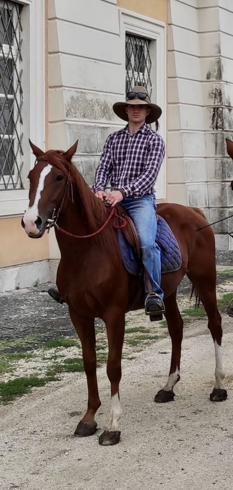 cavallo persano
