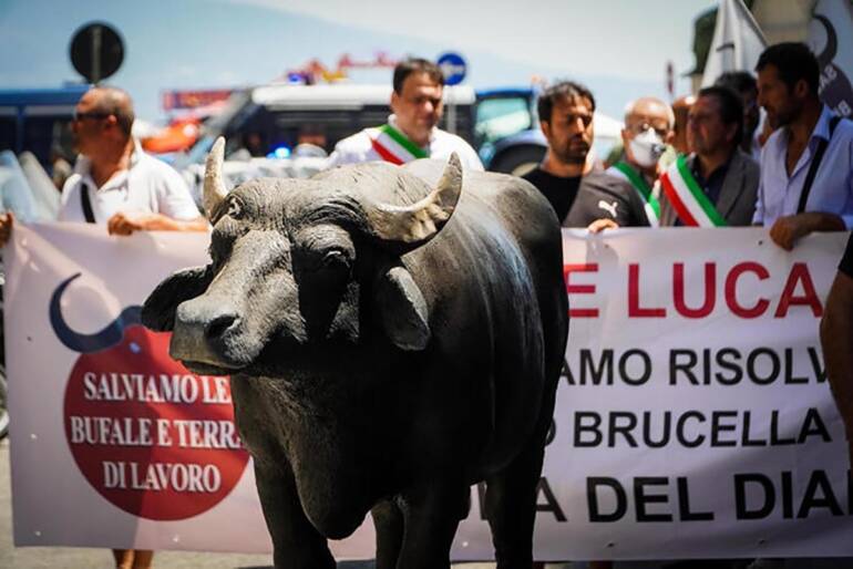 Brucellosi, aziende casertane Copagri: “Noi con allevatori”