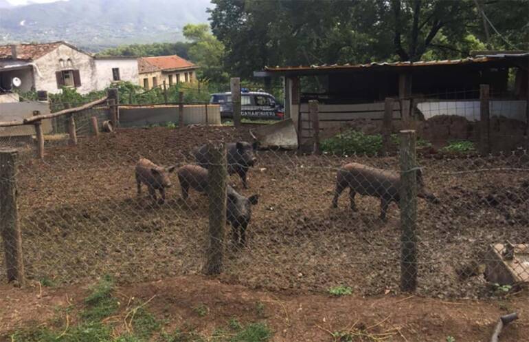Scoperti dalla forestale e sottoposti a sequestro capre, pecore e maiali non tracciabili