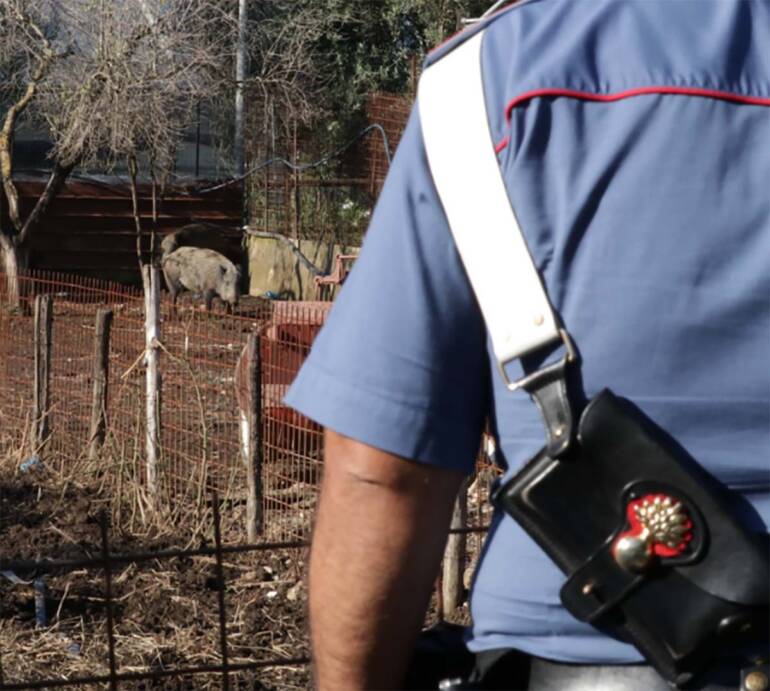 Bellona, si inventa allevatore e cresce i cinghiali e maiali
