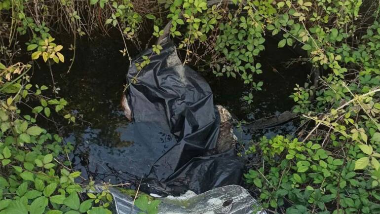 Carcasse vitelli grazzanise