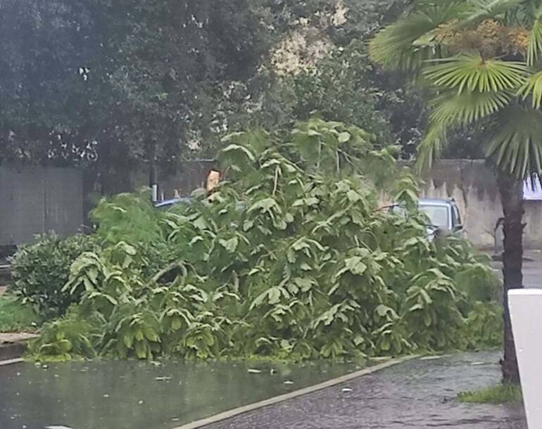 albero crolla disagi