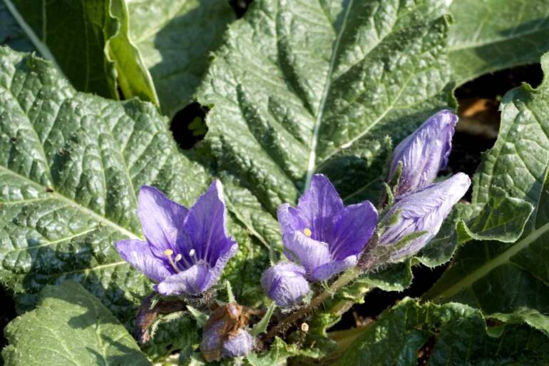 Intossicati da mandragora, niente erba velenosa negli spinaci sequestrati