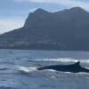Balene nel Golfo di Napoli