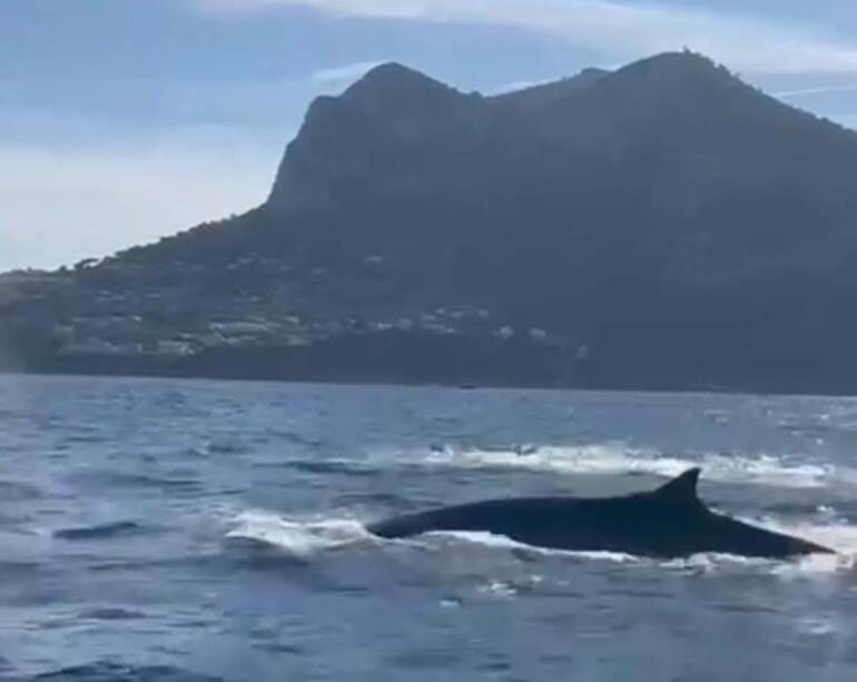 Balene nel Golfo di Napoli: lo spettacolare video tra Punta Campanella e Capri