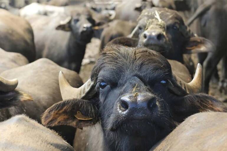 brucellosi, 7 milioni di euro