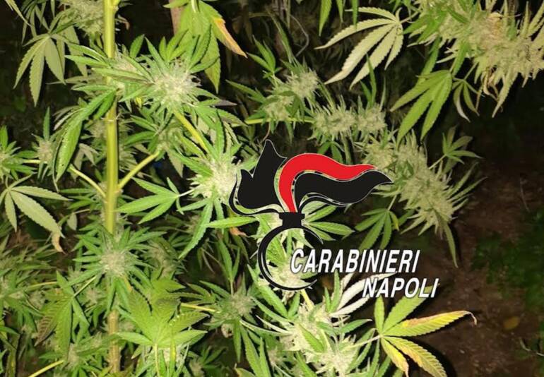 Gragnano, scoperto vivaio di cannabis sui Monti Lattari