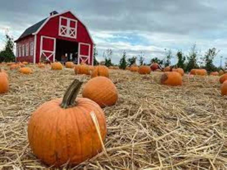 Halloween, nel Casertano giardino zucche più grande d’Europa