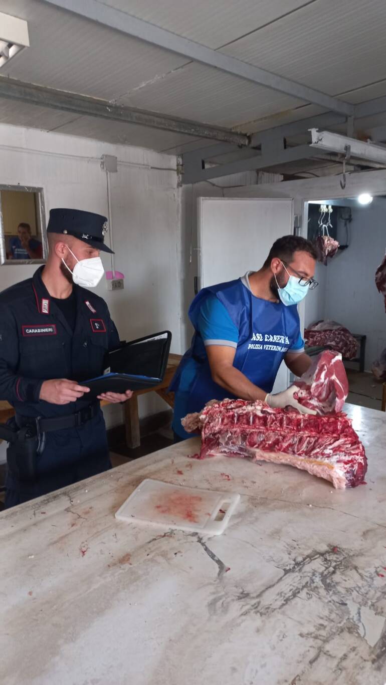 grazzanise macello abusivo