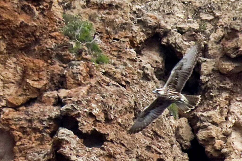 A Ischia avvistato Falco Sacro a ridosso delle falesie