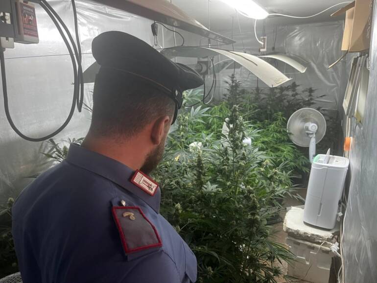A Qualiano serra di cannabis con 109 piante: 2 arresti