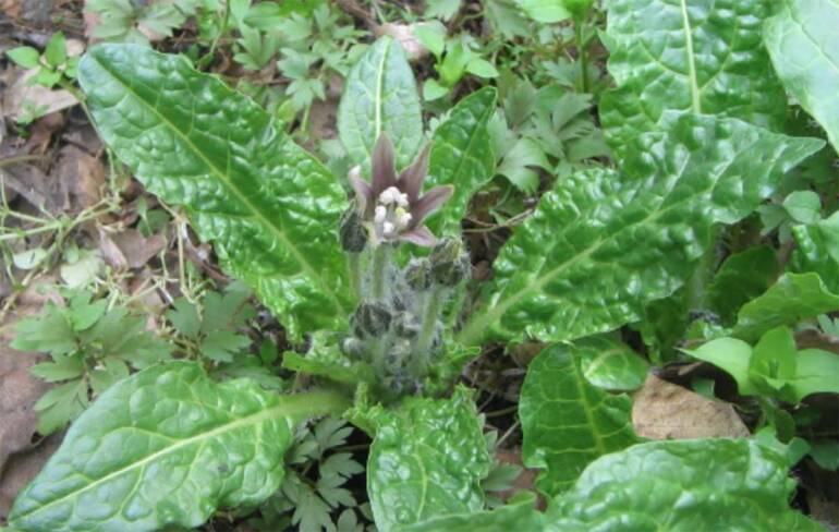 A Napoli vietati spinaci freschi dopo l’intossicazione da Mandragora