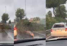 Napoli albero caduto tangenziale