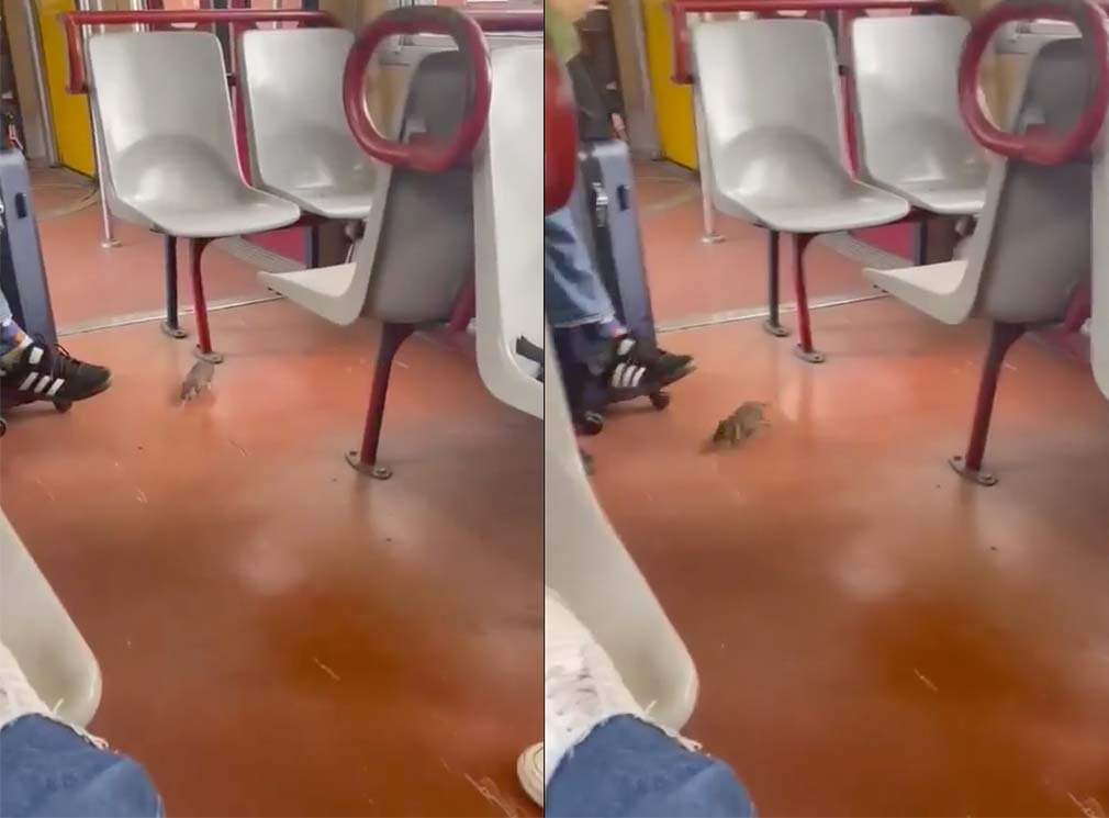 topo circumvesuviana