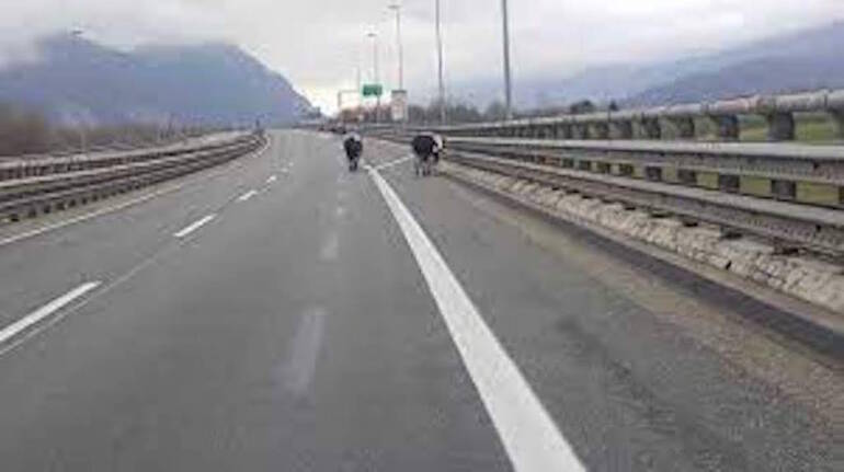 Bovini sul raccordo autostradale, automobilista in gravi condizioni