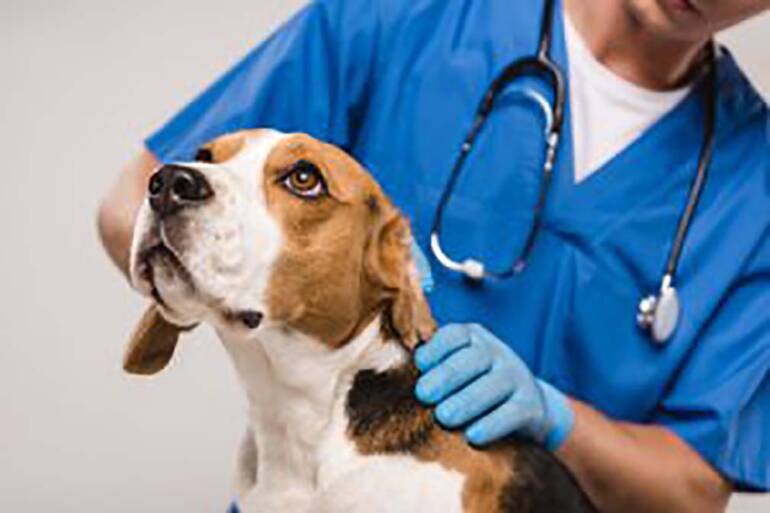 Come prendersi cura del proprio cane in modo efficace