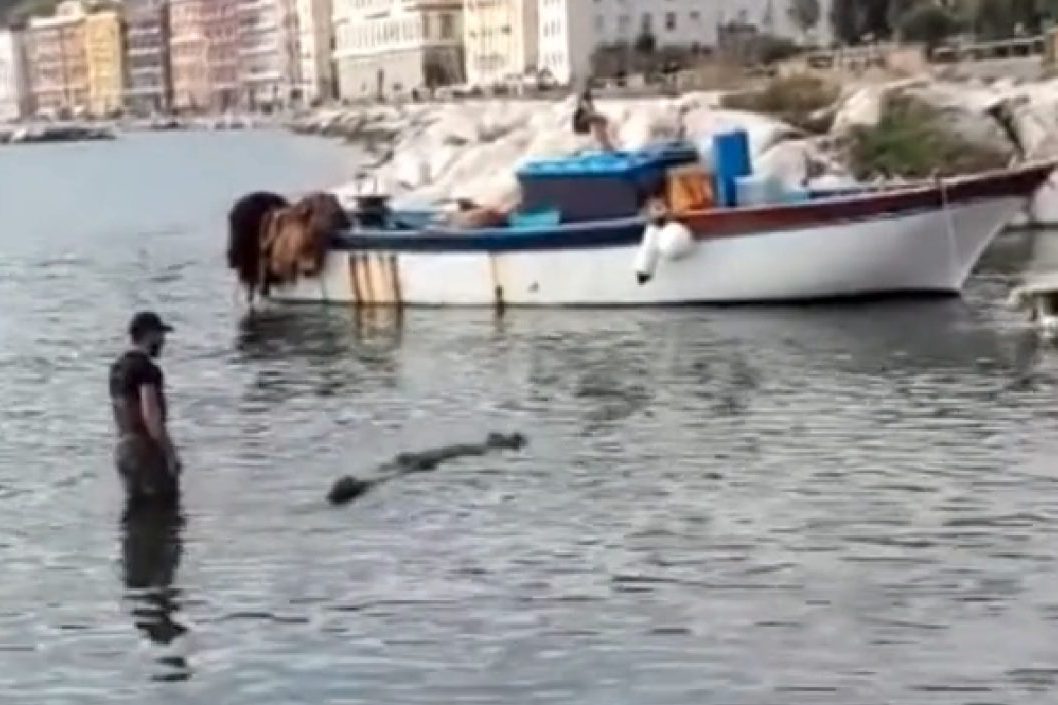 Che ci fa un coccodrillo che nuota a Mergellina nel Golfo di Napoli: cosa è successo