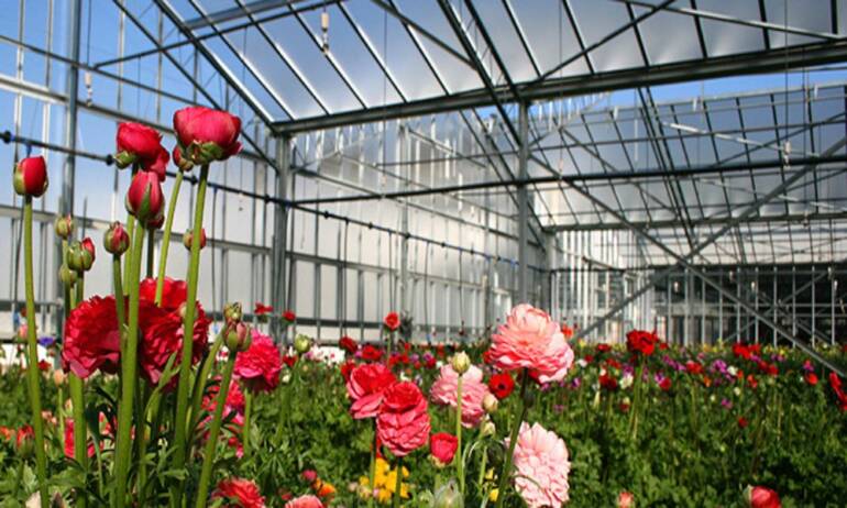 assolto l'imprenditore dei fiori, casoria