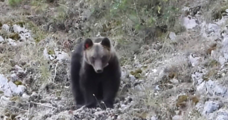 Morto l’orso Juan Carrito, investito da un’auto l’animale mansueto diventato una star sui social per le sue scorribande