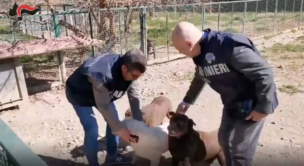 Controlli dei Nas nei canili: sequestrate 26 strutture e 871 cani. VIDEO