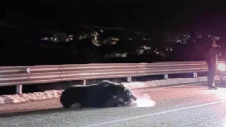 La morte dell’orso Juan Carrito commuove il web, disposta l’autopsia