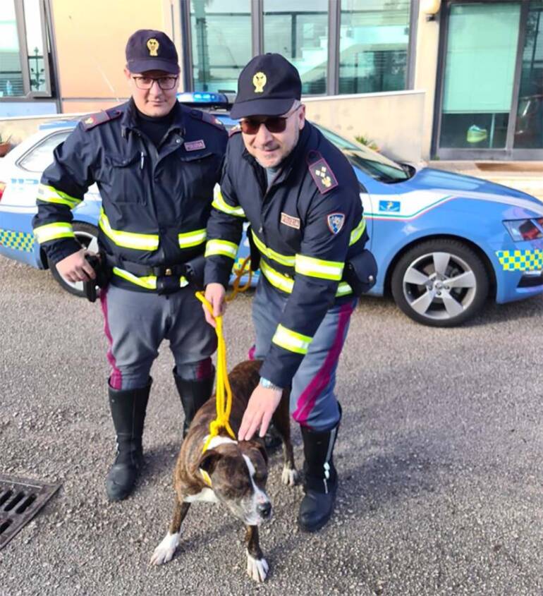 pitbull salvato autostrada