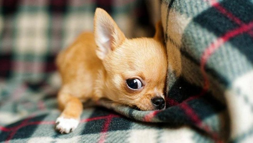 Infila il cane nella lavatrice per un gioco social e lo riprende: il povero Chihuahua muore