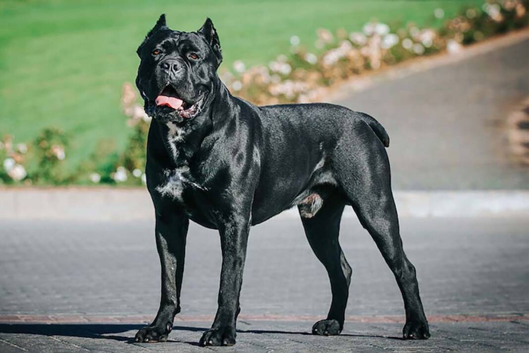 aumentano i cani abbondonati