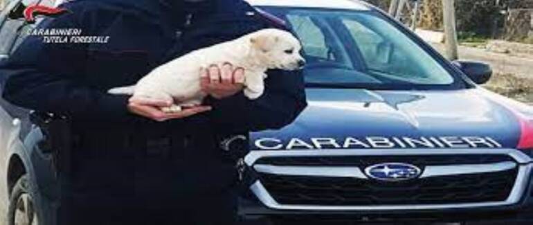 Cucciolo Maremmano salvato dai carabinieri nell’Avellinese