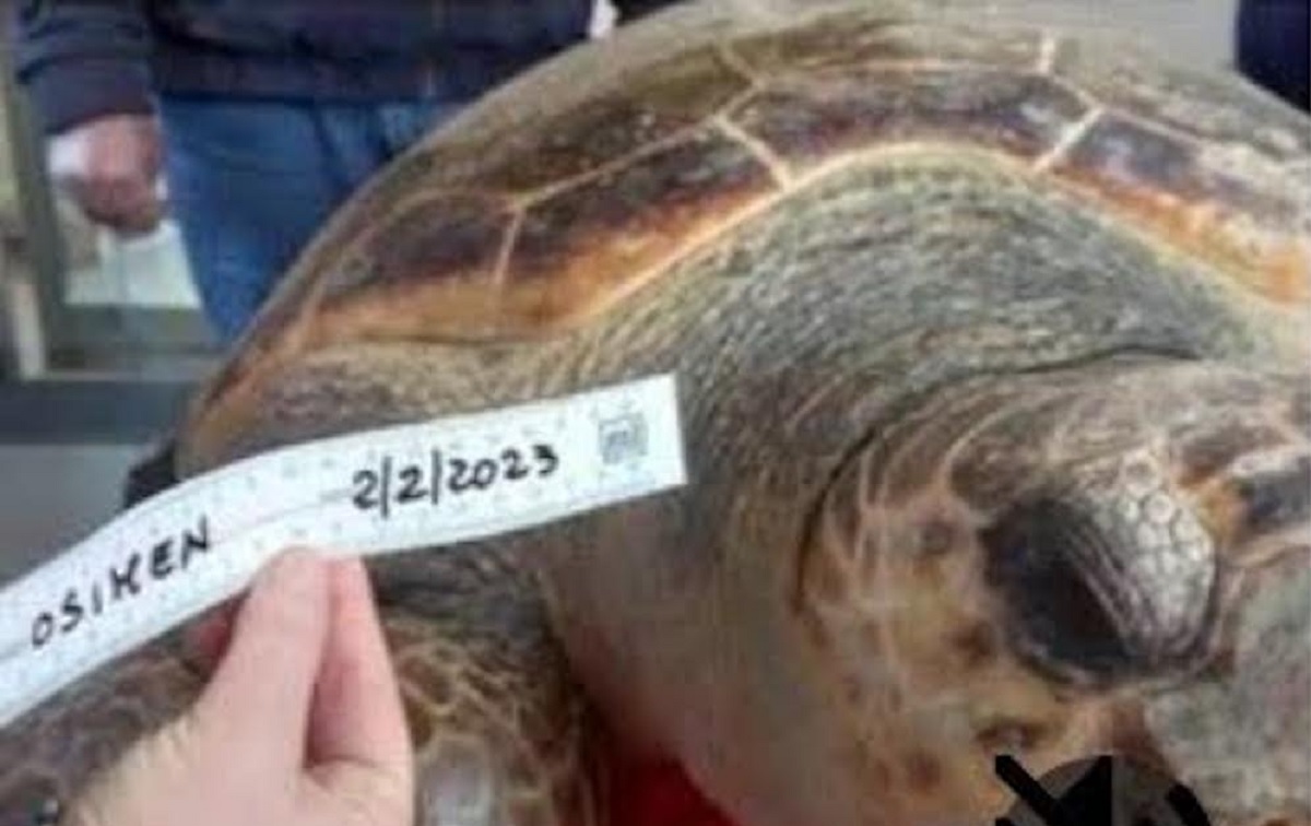 “Osimhen”, la tartaruga gigante salvata a Salerno