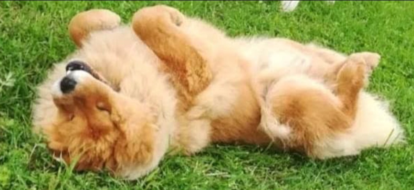 Avvelenato il cane del presidente del Comitato “Città Domizia”: “Grave atto intimidatorio”