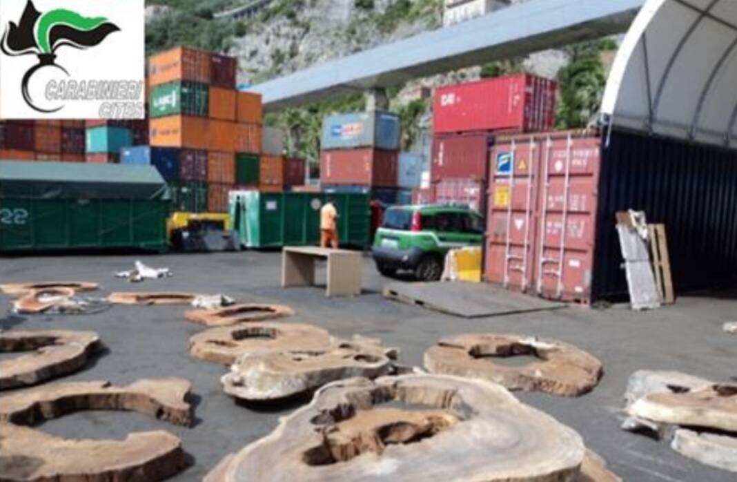 Salerno importazione illegale legno