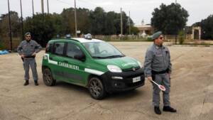 Avellino, scoperto rifugio abusivo: dieci cani salvati dai carabinieri forestali