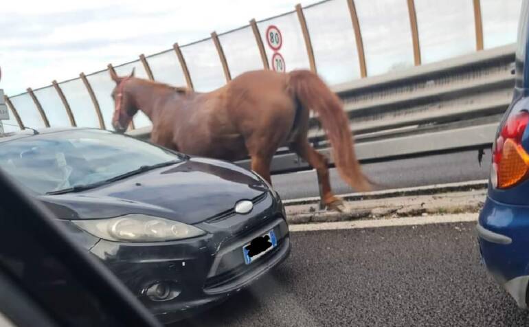 cavallo denunciato prioprietario