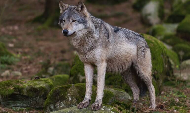 Caserta, lupo ucciso da bracconieri. LNDC Animal Protection presenta denuncia