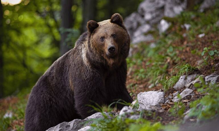 Il Tar sospende l’abbattimento dell’orso Mj5