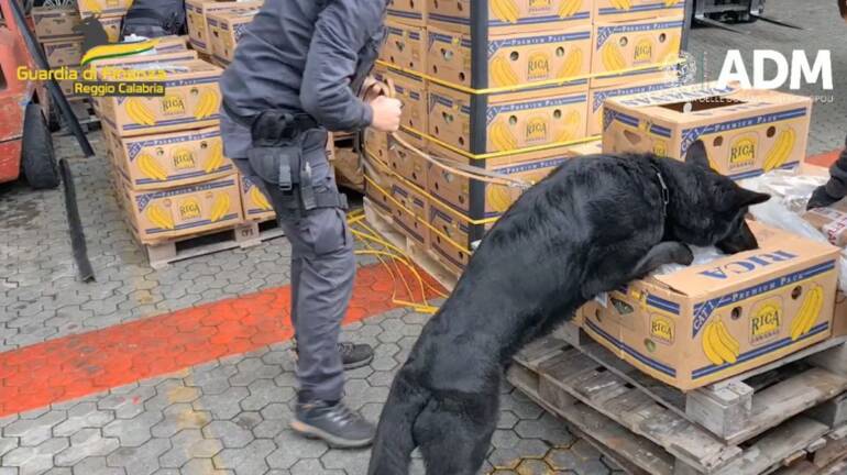 Sequestro record: quasi 3 tonnellate di cocaina nel porto di Gioia Tauro