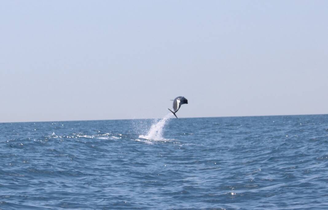 delfino punta campanella