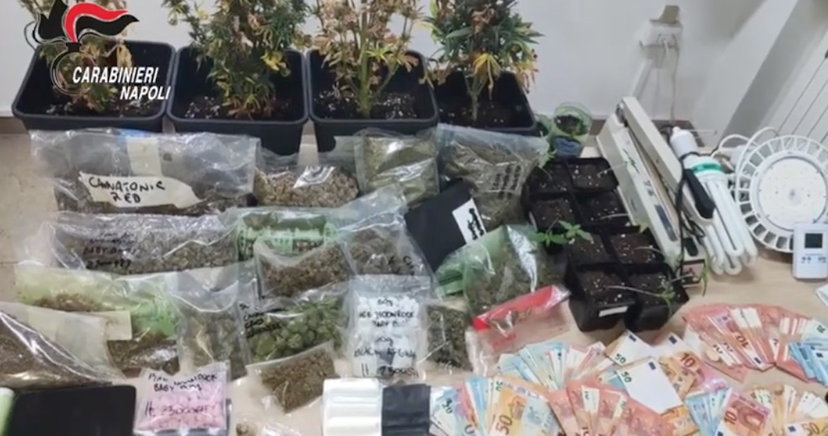 Quarto, imprenditore della “cannabis light” in casa aveva piante di marijuana: arrestato