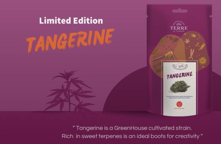 Cannabis legale: come scegliere dove acquistarla