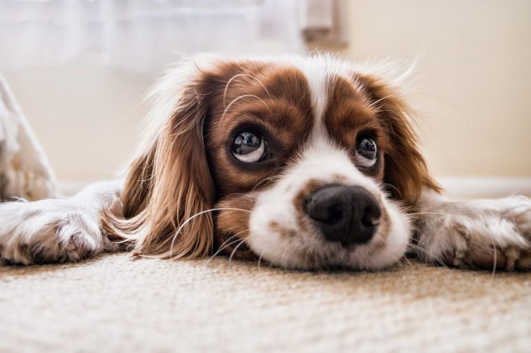 Il tuo cane ha ingerito qualcosa di pericoloso? Ecco come aiutarlo