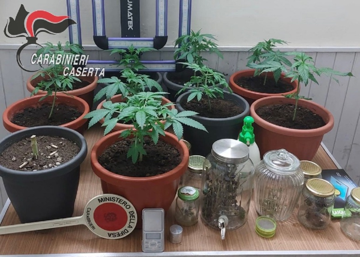 Coltivava marijuana nel garage di casa: un arresto nel Casertano