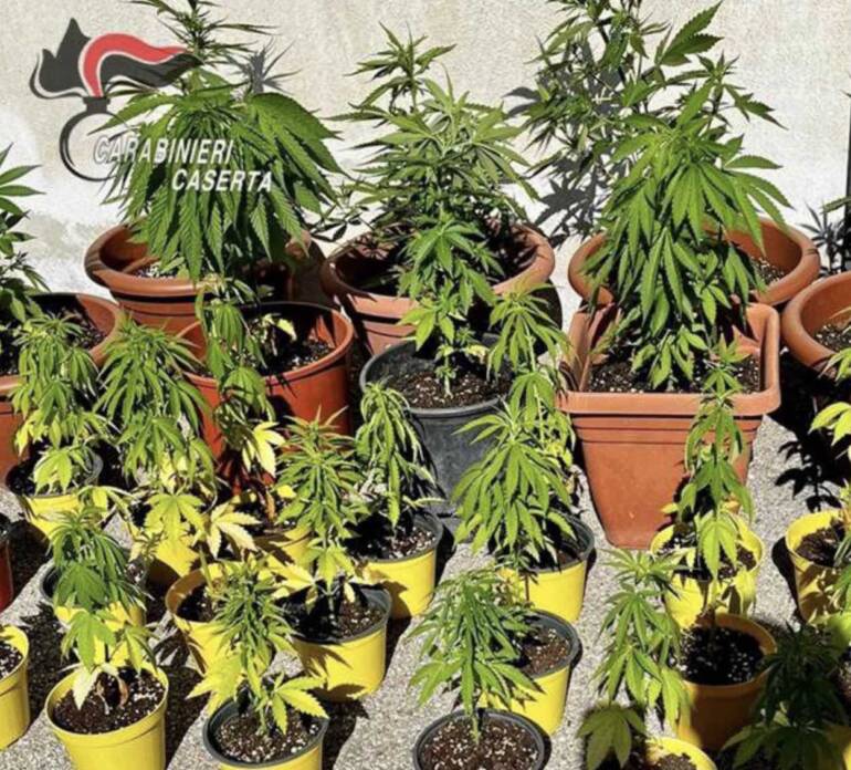 Castel Volturno, sorpreso mentre coltiva marijuana nel cortile di casa: denunciato