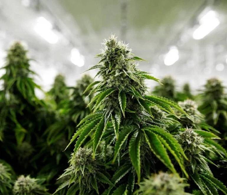 Coltivazione cannabis, cosa dice la legge in Italia