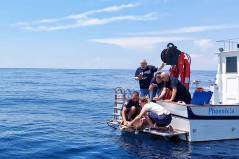 Ischia, tornano libere quattro tartarughe Caretta Caretta