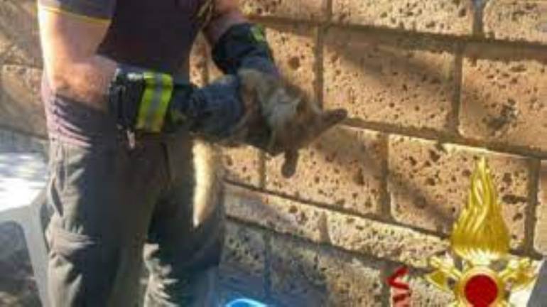 Avellino, vigili del Fuoco salvano rettile e cucciolo di volpe