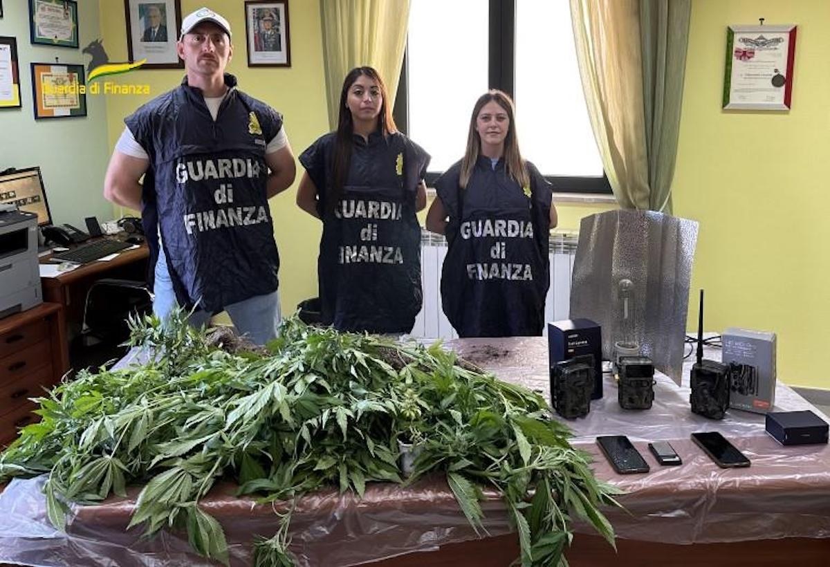 Scoperta piantagione di cannabis nel Vallo di Diano: due arresti