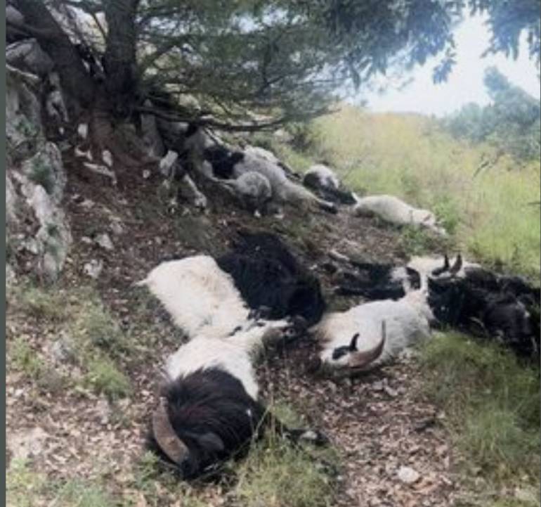 Anacapri, rimosse le 25 caprette trovate morte sul Monte Solaro